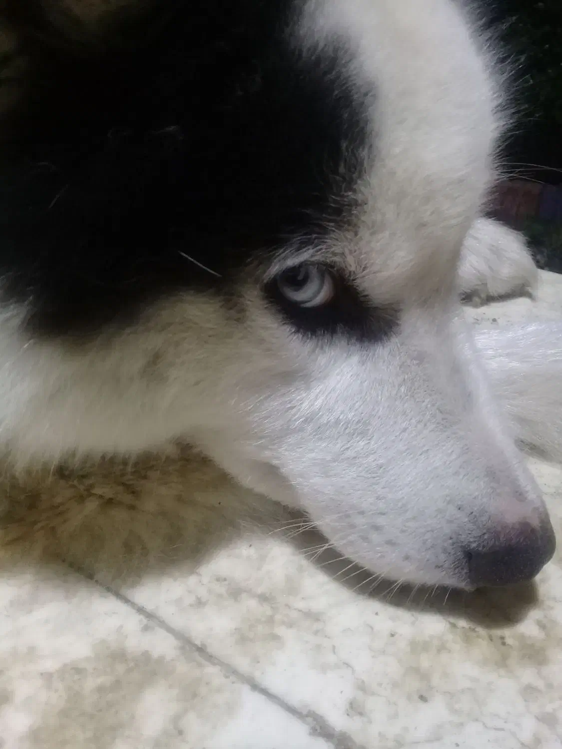 هاسکی بالغ نر|سگ|رشت, گیل|دیوار