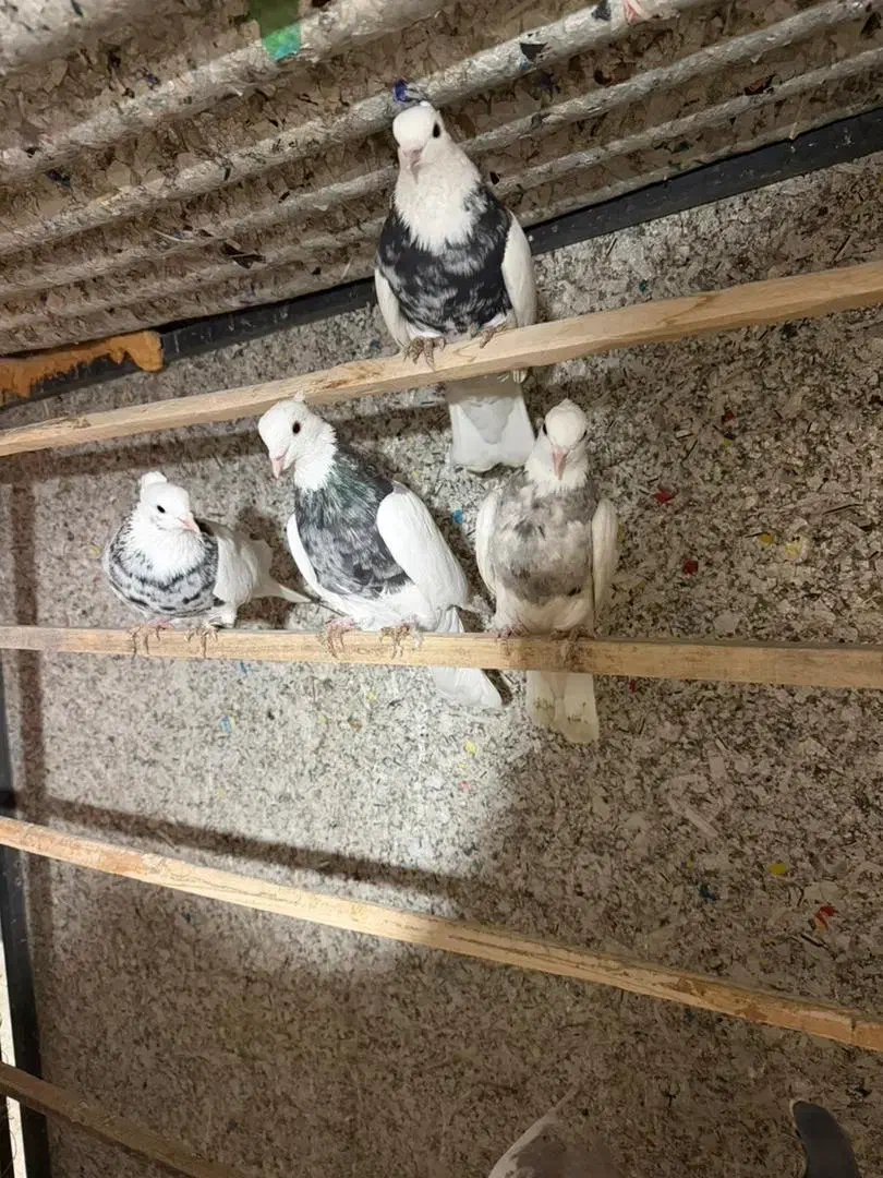 کبوتر|پرنده|تهران, مینابی|دیوار