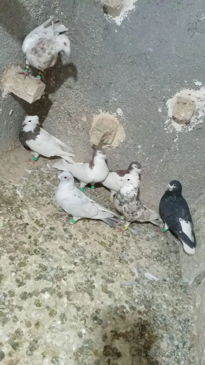 کبوتر گرفتنی|پرنده|سبزوار, زینبیه|دیوار