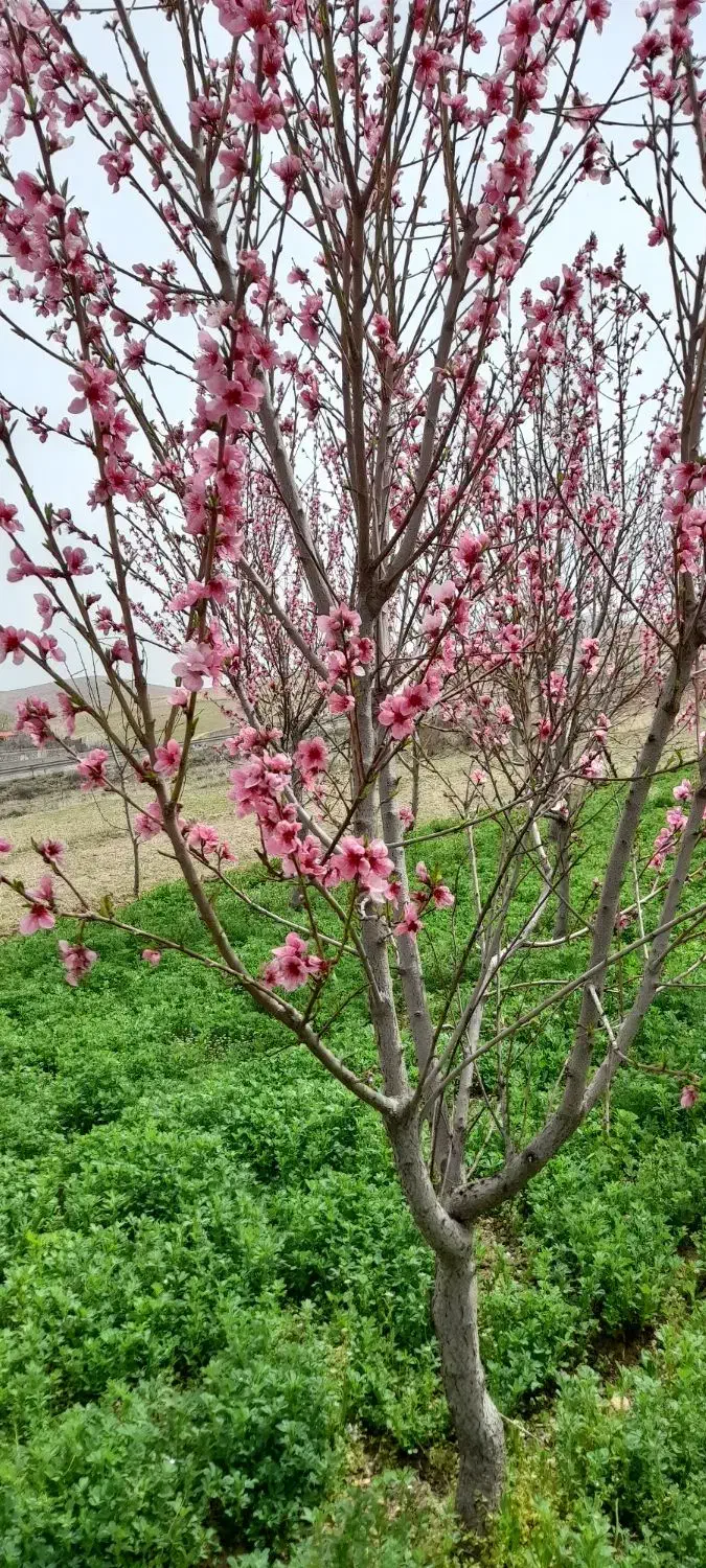 باغ فروشی مناسب برای ویلا و کافه با آب فراوان|فروش زمین و ملک کلنگی|بجنورد, |دیوار