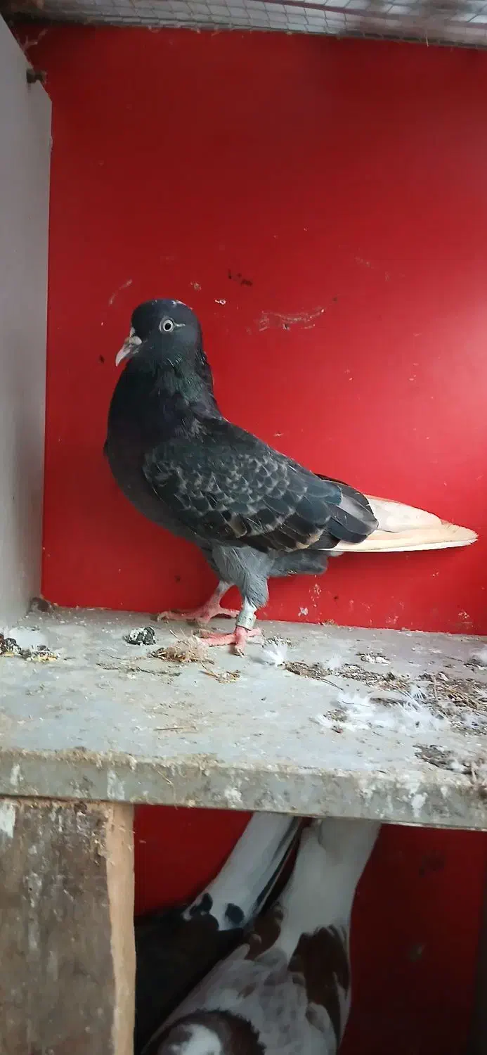 کبوتر|پرنده|سنگر, |دیوار