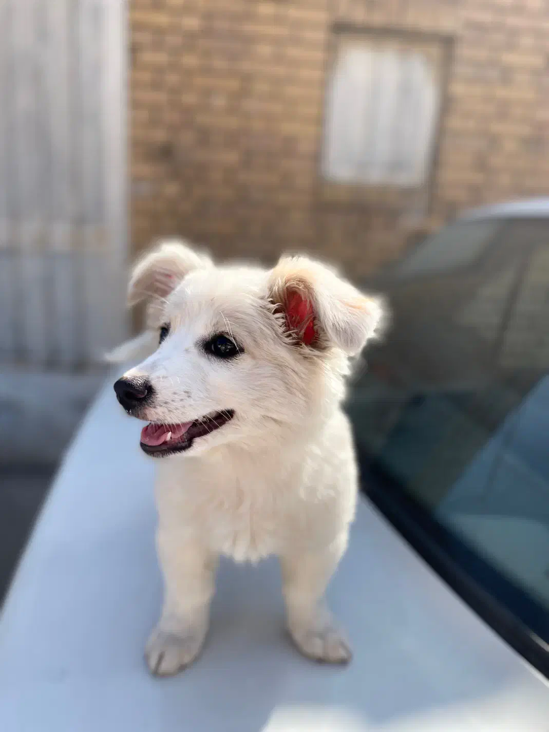 سگ پامر|سگ|کرمان, |دیوار