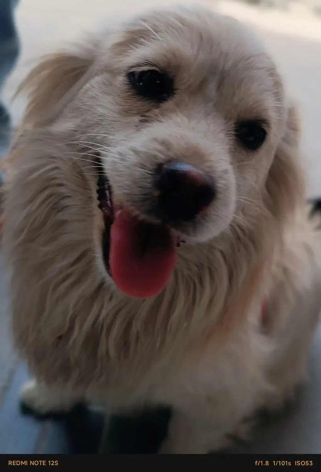 سگ خونگی نژاد شیدزو|سگ|پاکدشت, پاکدشت (مامازند)|دیوار