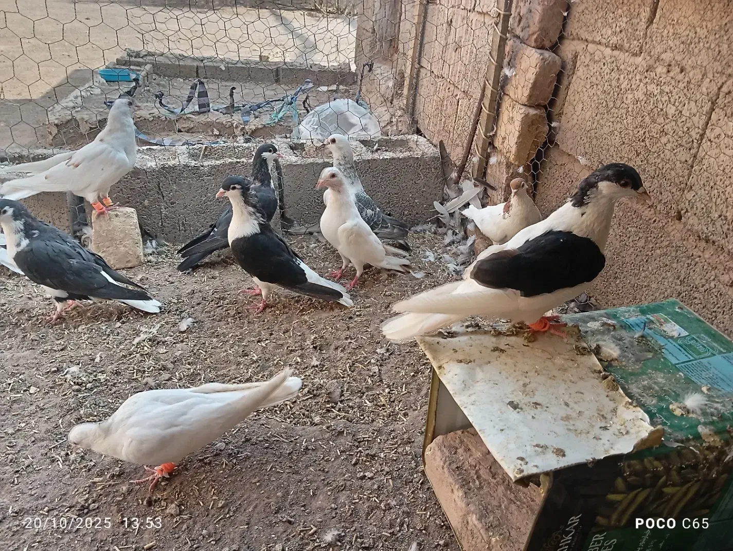 کفتر جفتی|پرنده|رفسنجان, |دیوار