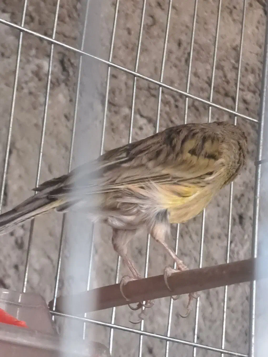 قناری|پرنده|کرمان, |دیوار