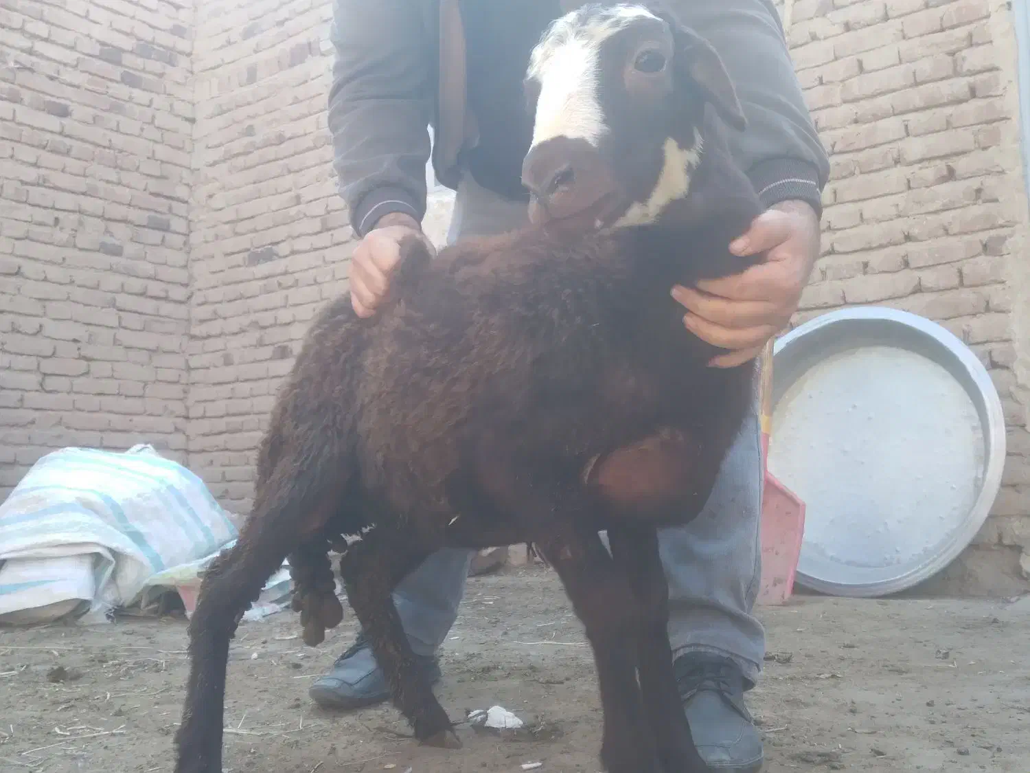 گوسفند برره نژاد دار و فوق العاده|حیوانات مزرعه|بناب, |دیوار