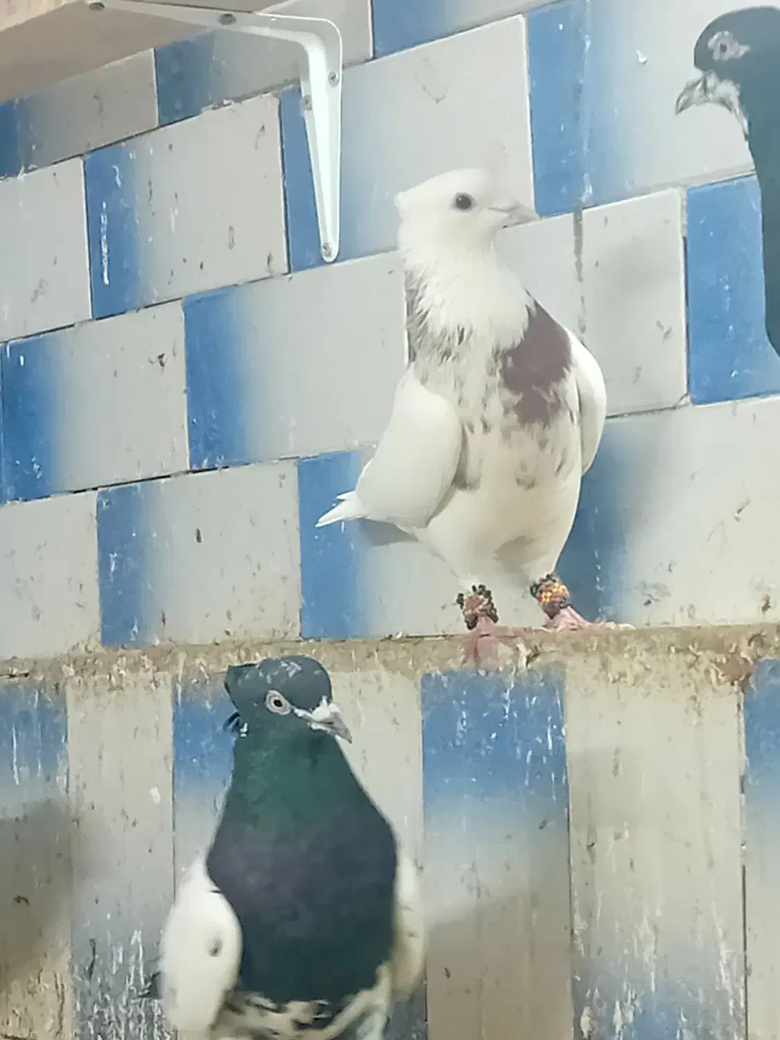 توقی 7رنگ|پرنده|اهواز, بیست متری شهرداری|دیوار