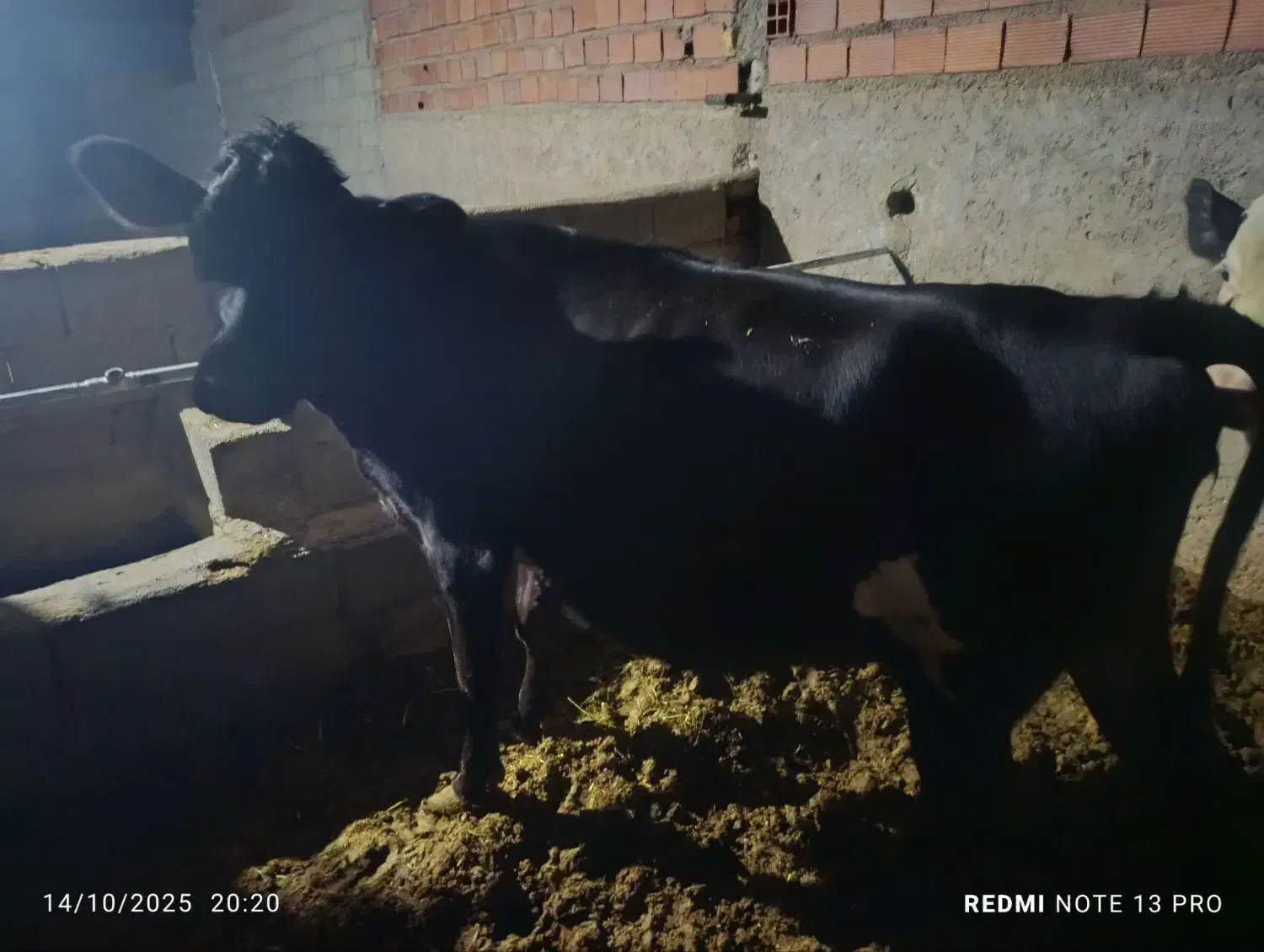 نیازمند کارگر گاوداری|استخدام صنعتی، فنی، مهندسی|ماهان, |دیوار