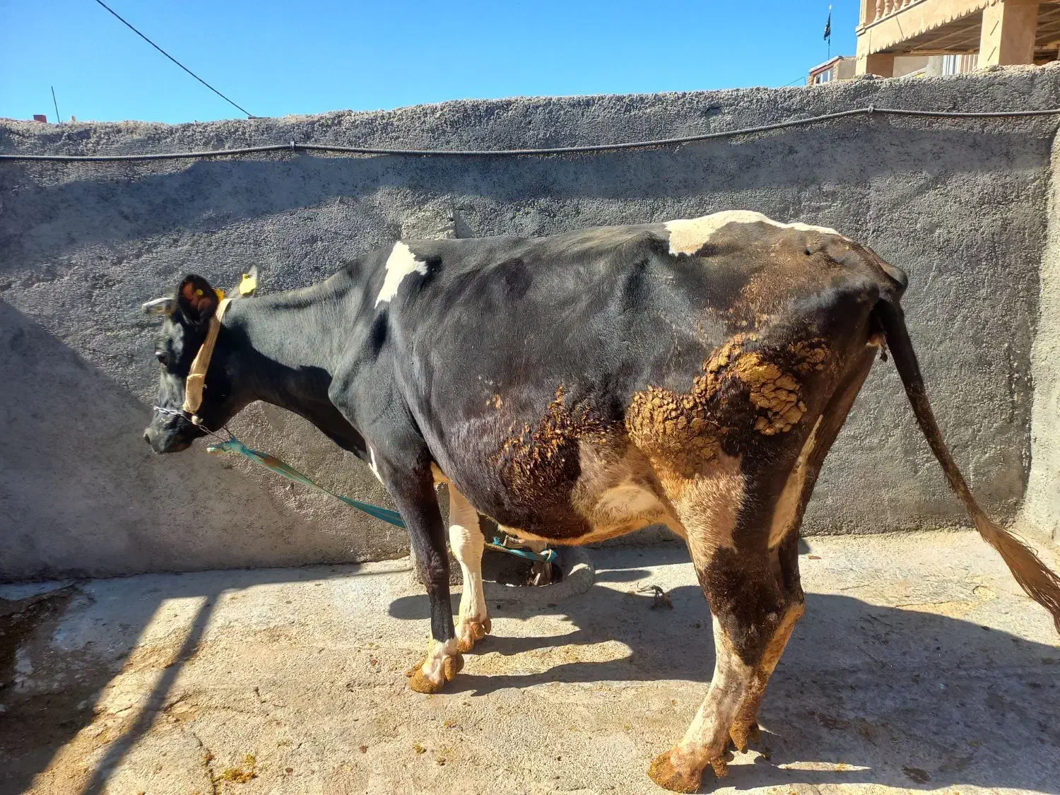 گاو گوساله|حیوانات مزرعه|حمیل, |دیوار