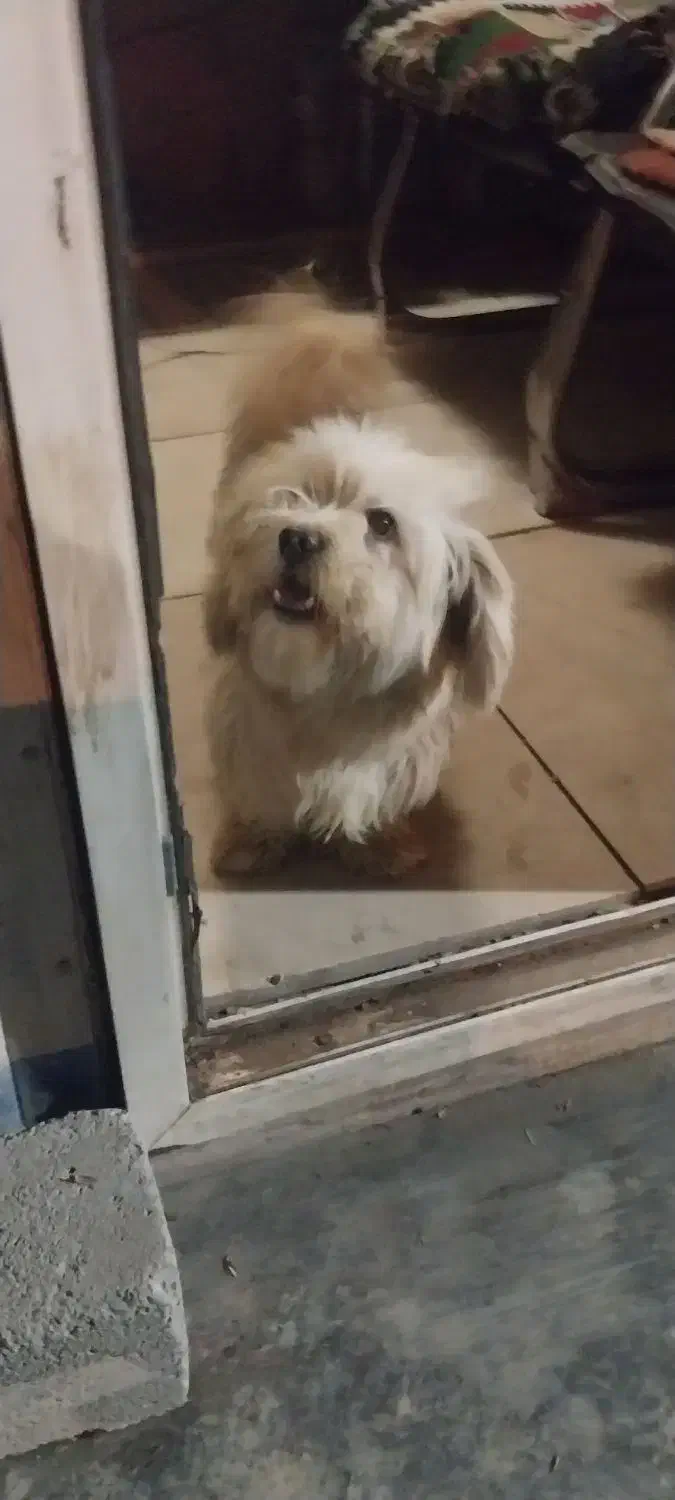 سگ شیتزو|سگ|چهاردانگه (تهران), |دیوار