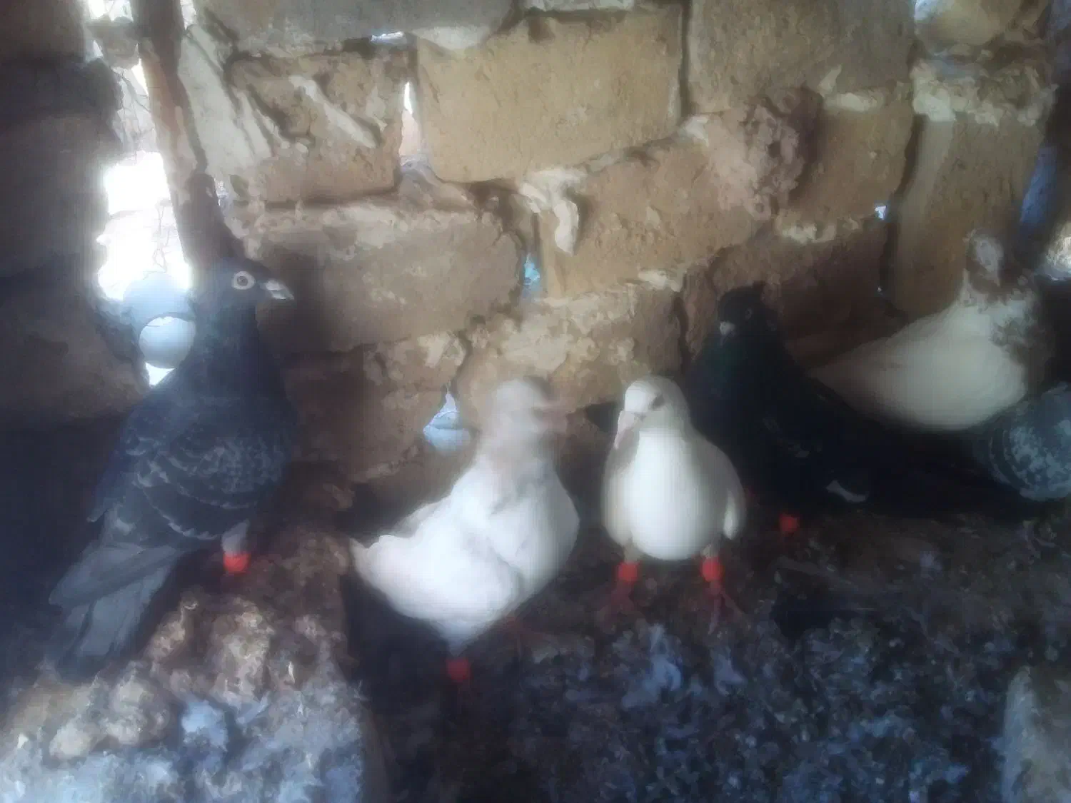 شش عدد کبوتر|پرنده|مشهد, چهاربرج|دیوار