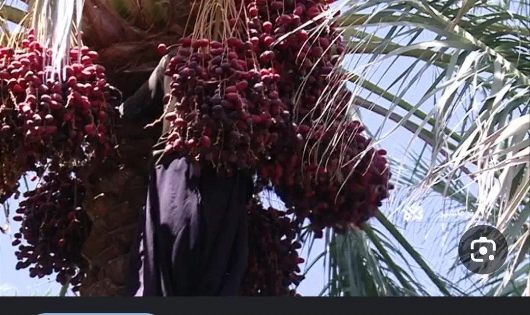 فروش زمین|فروش زمین و ملک کلنگی|فهرج, |دیوار