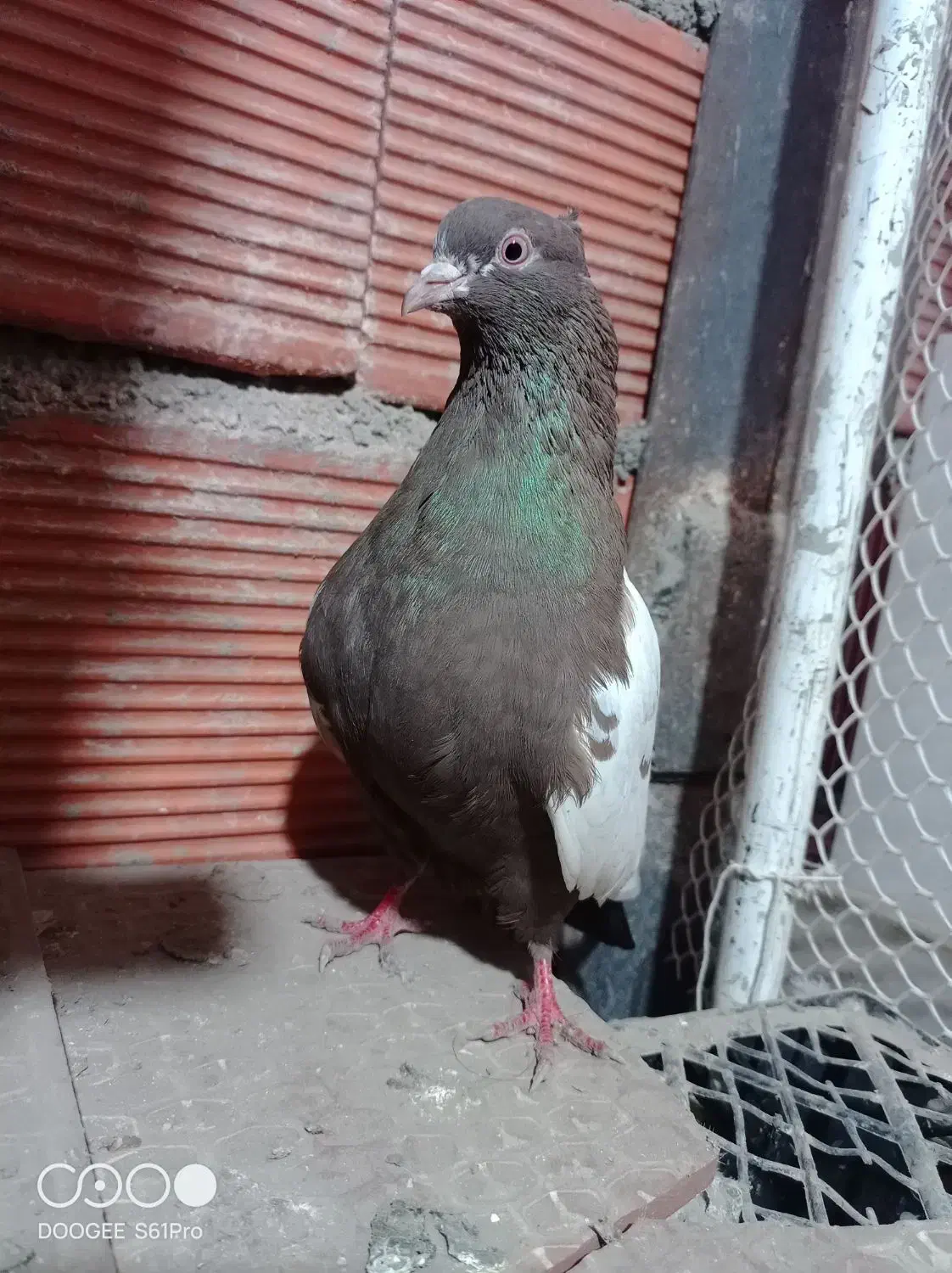 کبوتر|پرنده|مریوان, |دیوار