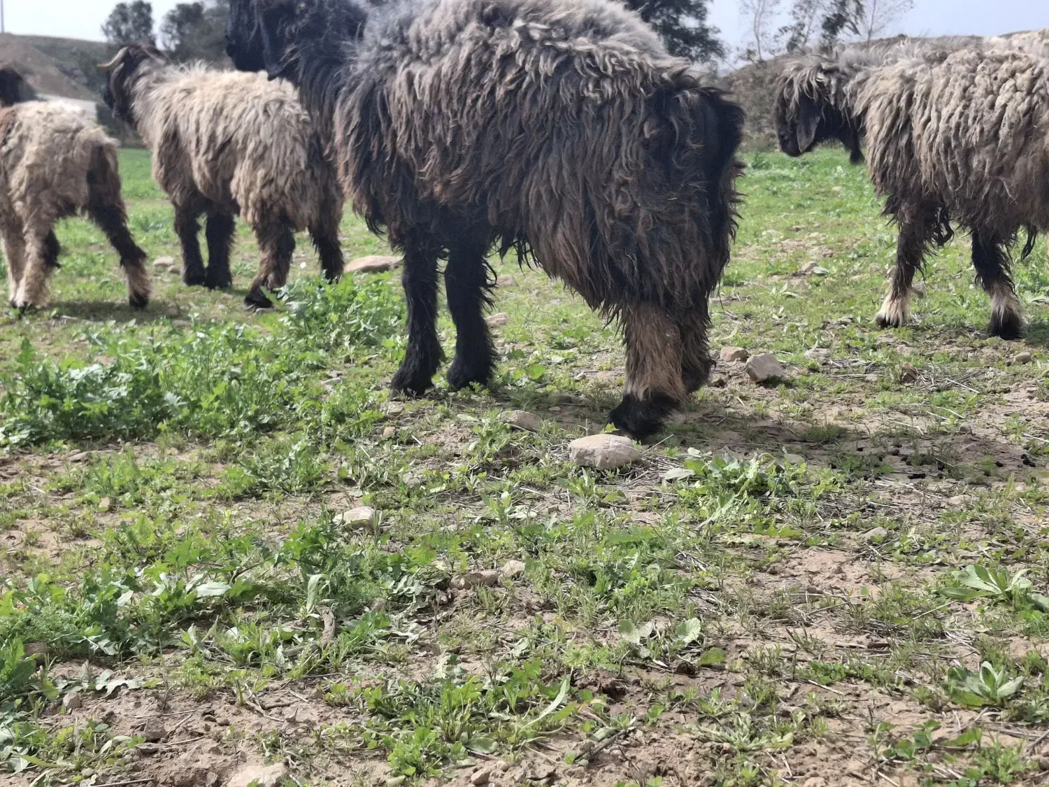 میش ترکی|حیوانات مزرعه|مسجد سلیمان, |دیوار