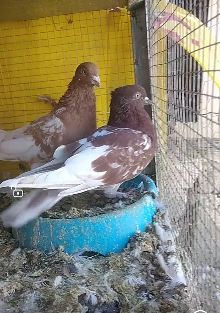 کفتر رنگی بهبهونی وشهری فسا|پرنده|فسا, |دیوار