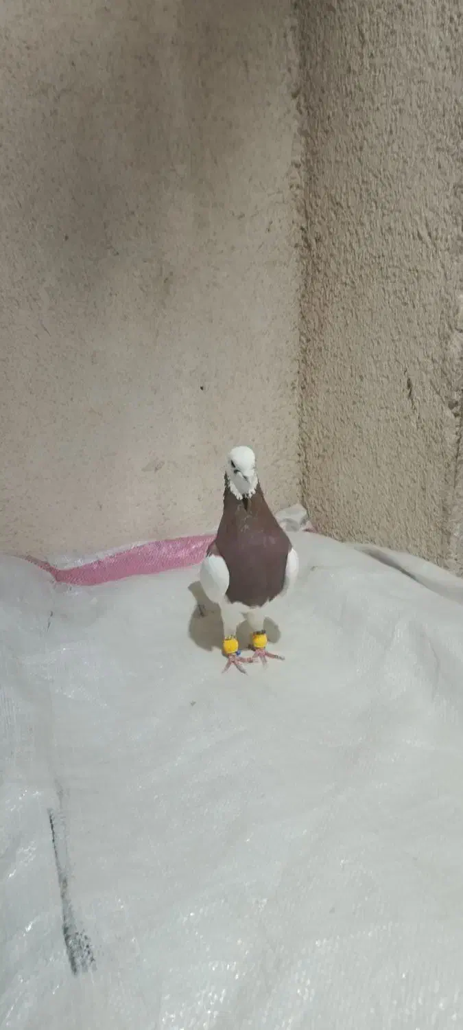 کفتر طوق سرخ|پرنده|شیراز, کوشک میدان|دیوار