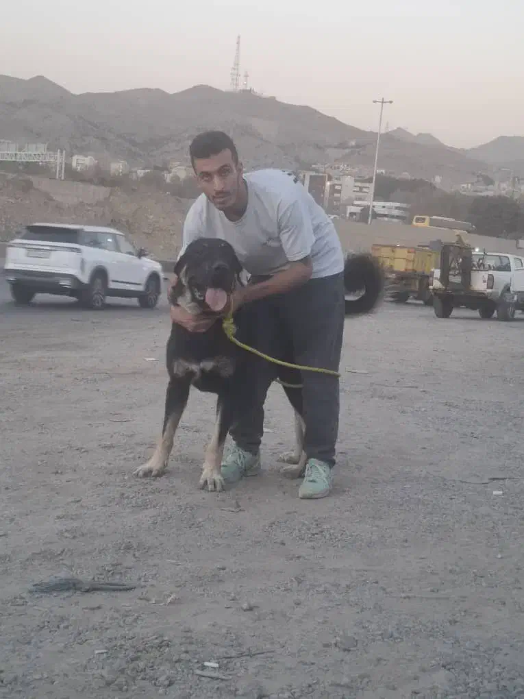 سگ نگهبانی|سگ|فردیس, سرحد آباد|دیوار