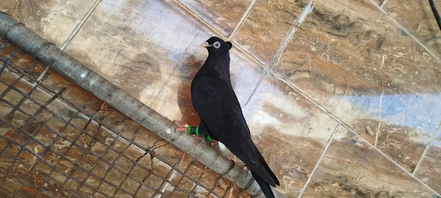 زاغ|پرنده|مسجد سلیمان, |دیوار