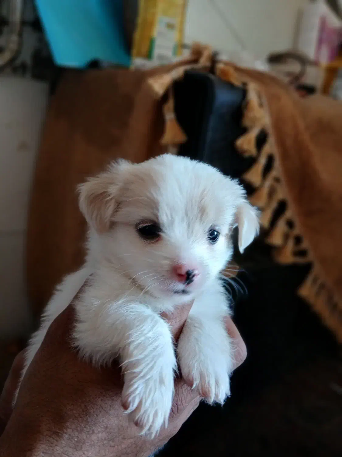 سگ پامر شیتزو|سگ|سیرجان, |دیوار