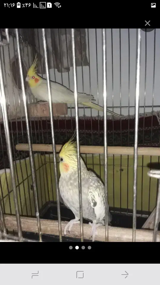 دوعدد عروس ۲ سال ونیم با قفس بزرگ و کلیه وسایل|پرنده|الوند, |دیوار