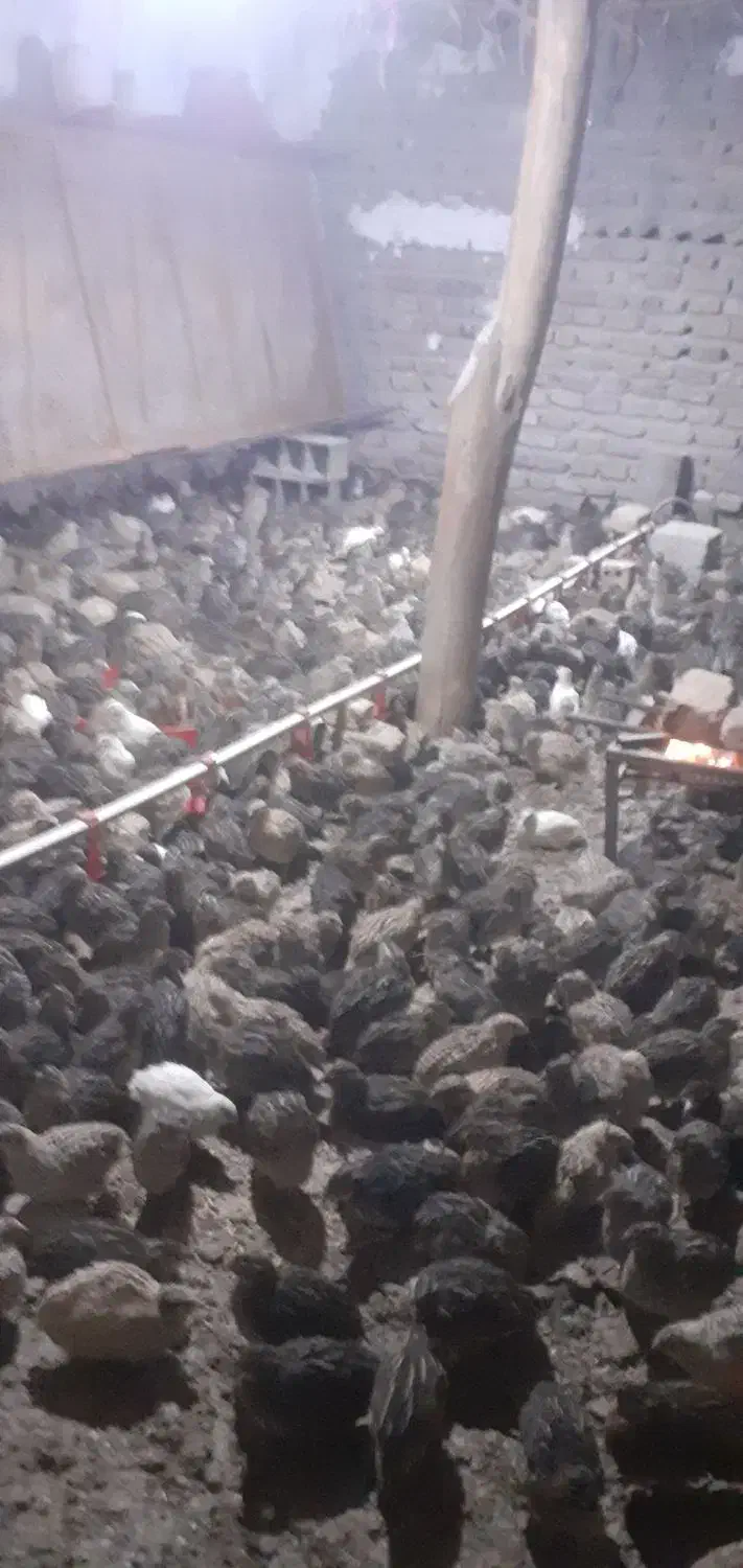 بلدرچین ۴۵روزه|پرنده|آزادشهر, |دیوار