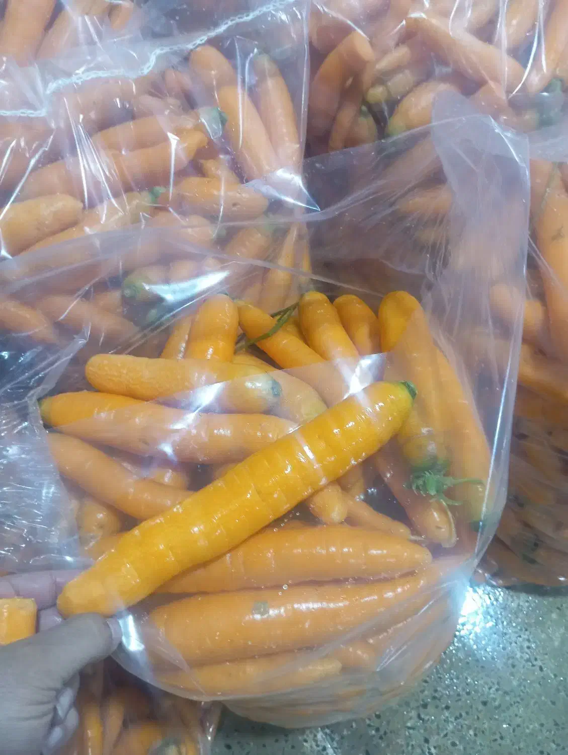 فروش هویچ و ترب با کیفیت ،تنی|خوردنی و آشامیدنی|ممقان, |دیوار