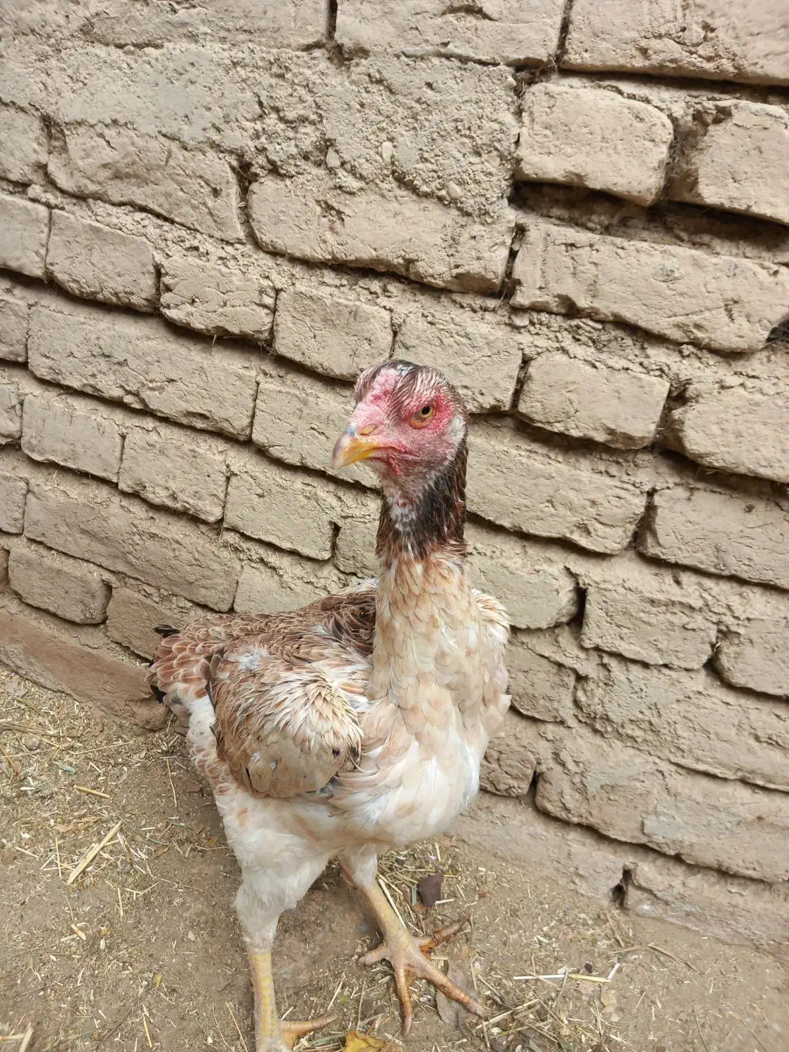 مرغ لاری|پرنده|خاروانا, |دیوار