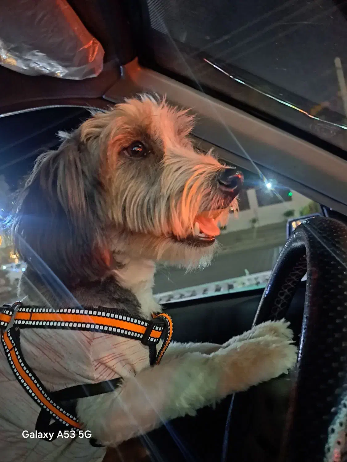 سگ شیتزو|سگ|ارومیه, |دیوار