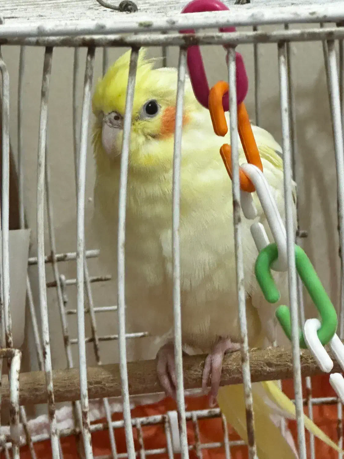 جوجه عروس هلندی|پرنده|کیش, |دیوار