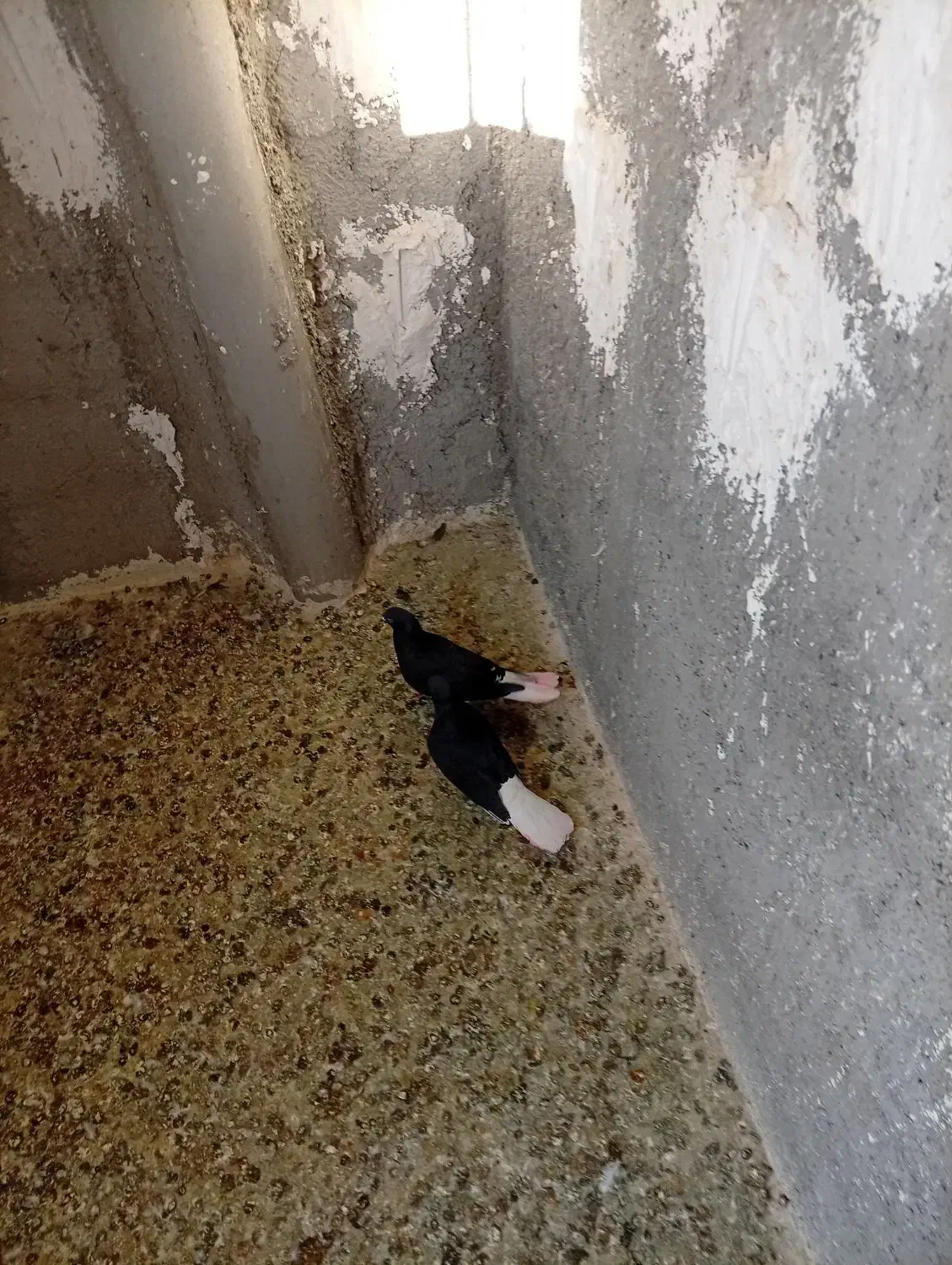 کفتر رنگی|پرنده|محمدیه-قزوین, |دیوار