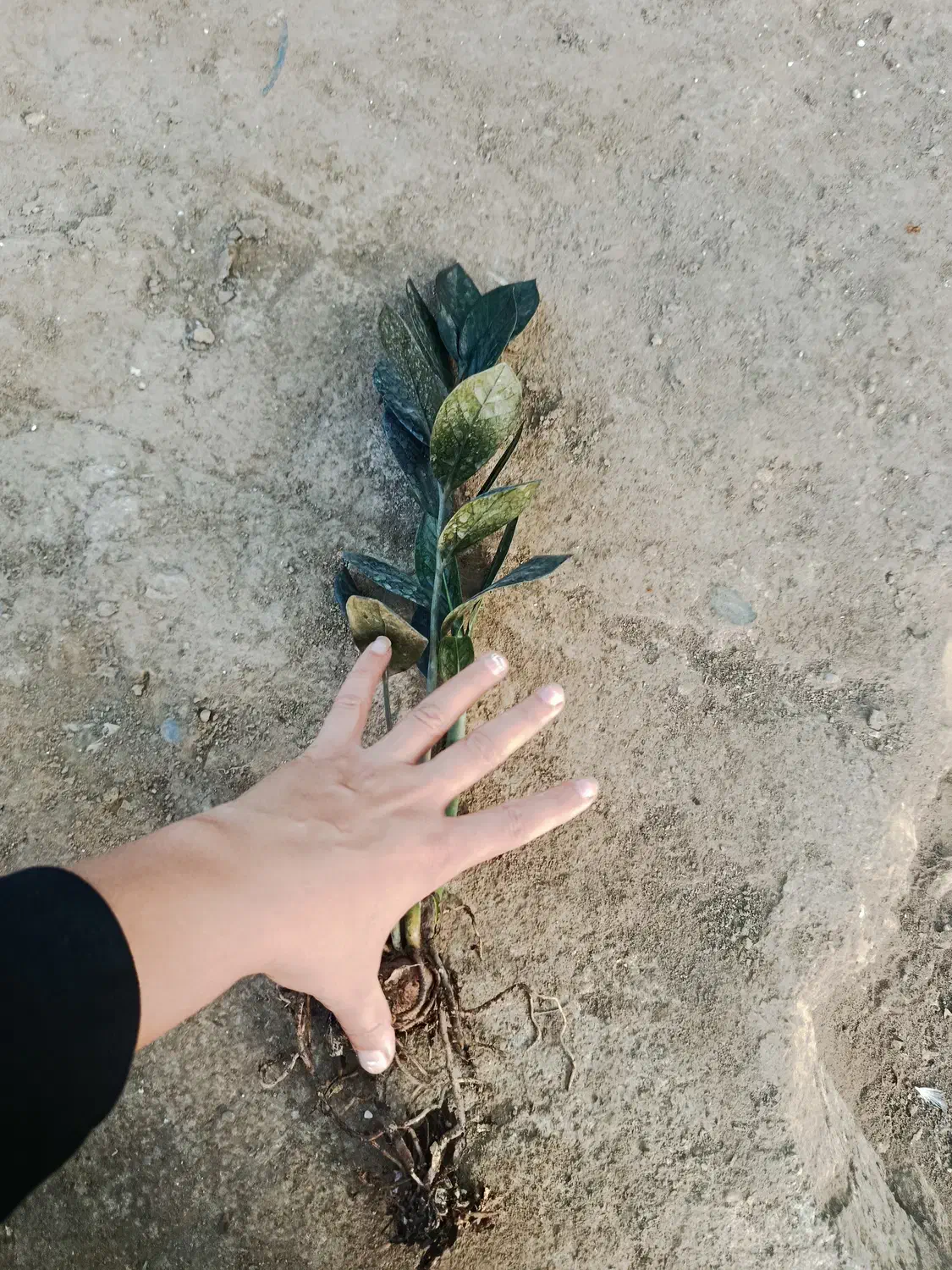 زامو بلک ریشه لخت|گل و گیاه طبیعی|بابل, |دیوار