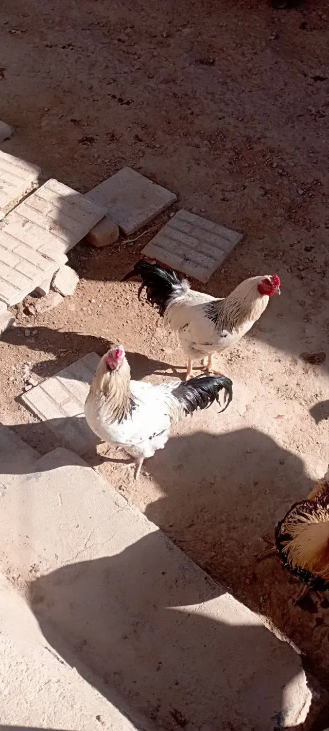 خروس|حیوانات مزرعه|قوچان, |دیوار