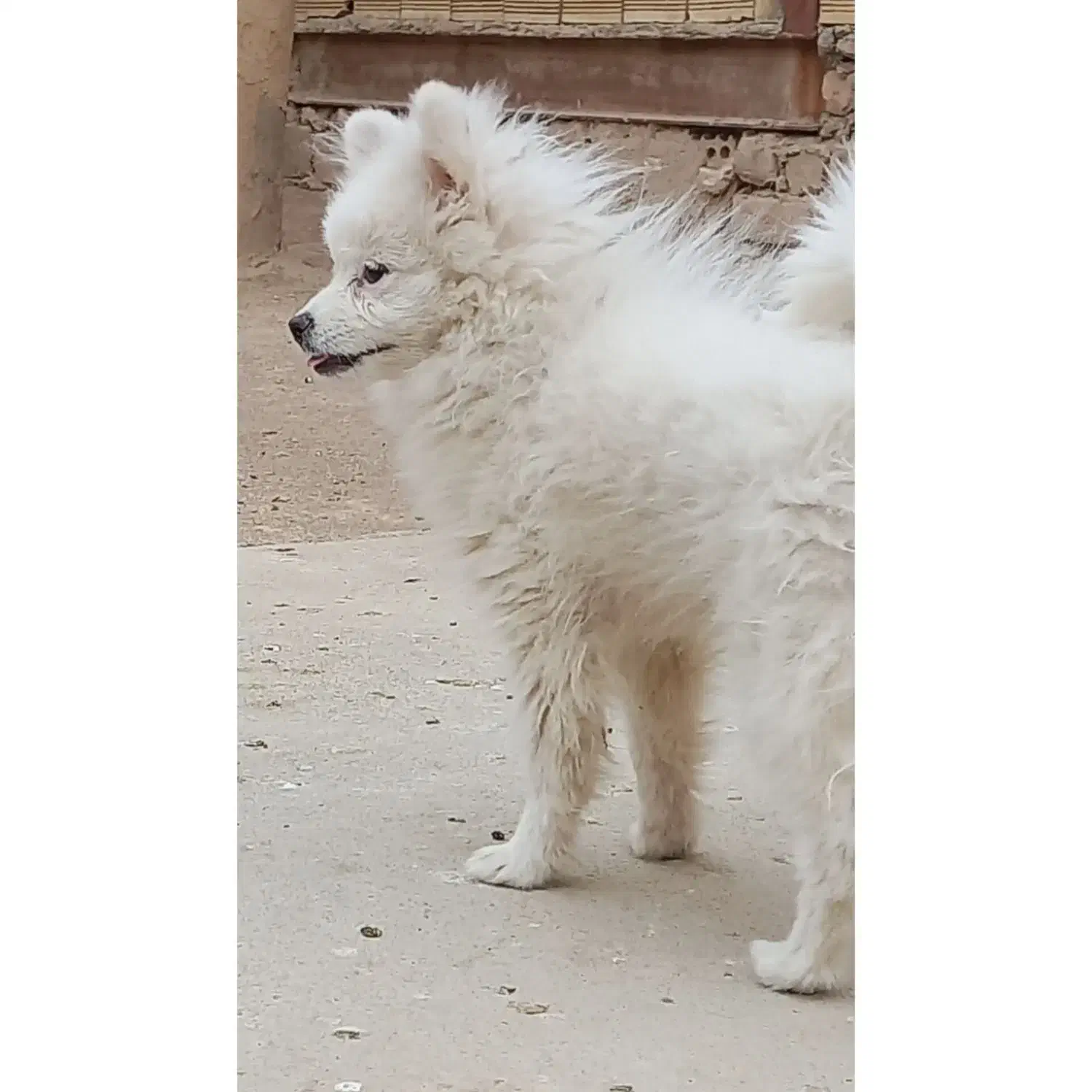 واگذاری سگ پامر|سگ|مبارکه, |دیوار