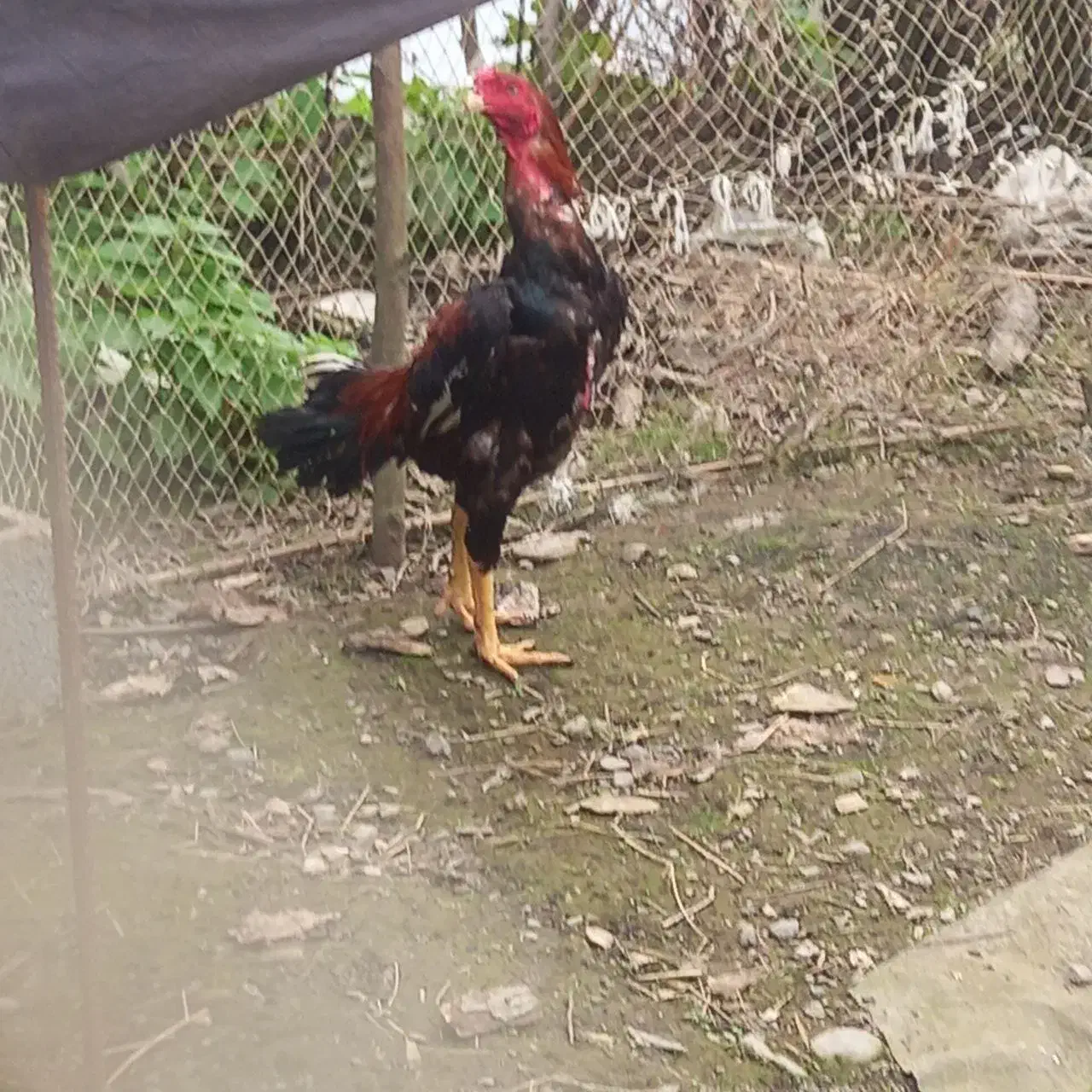 خروس لاری اصیل|پرنده|فومن, |دیوار