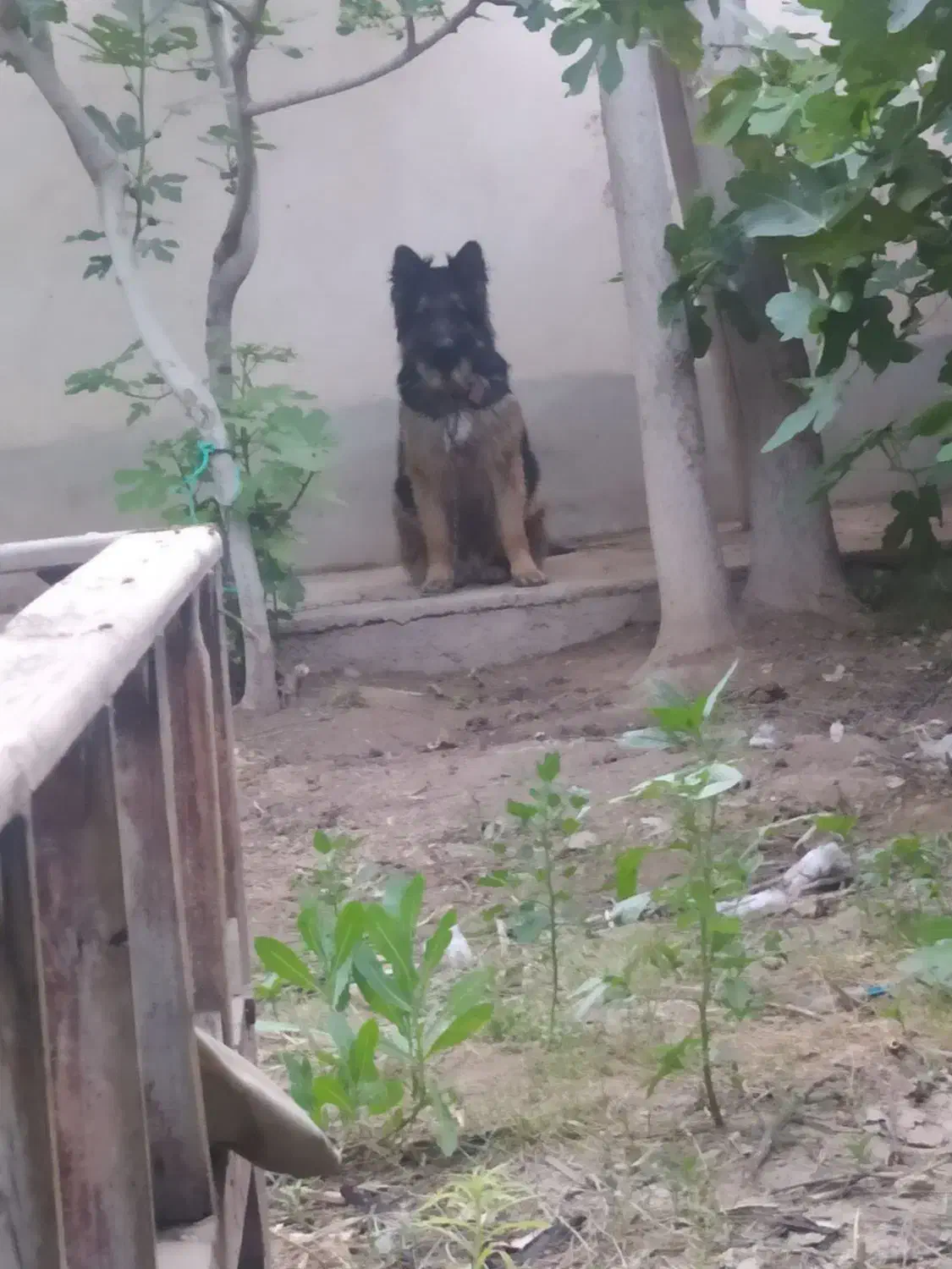 واگزاری|سگ|پیشوا, |دیوار