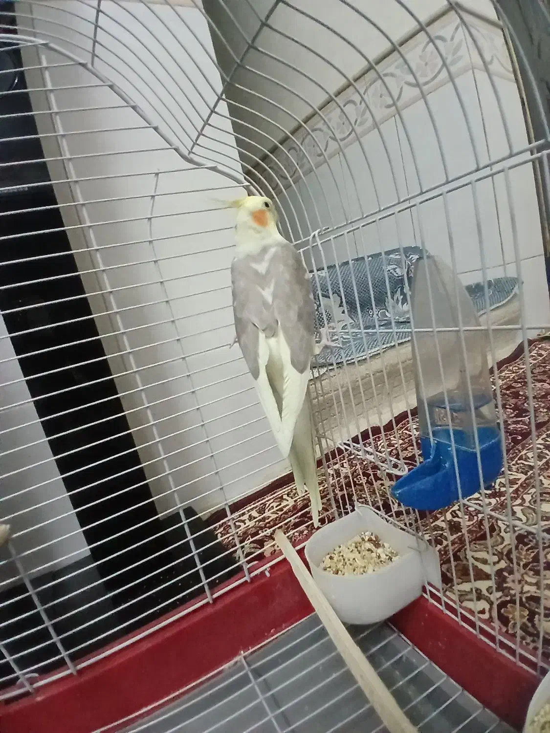 عروس هلندی ۸ ماهه دستی و آروم با قفس و لوازم|پرنده|قم, ناصردیوان|دیوار