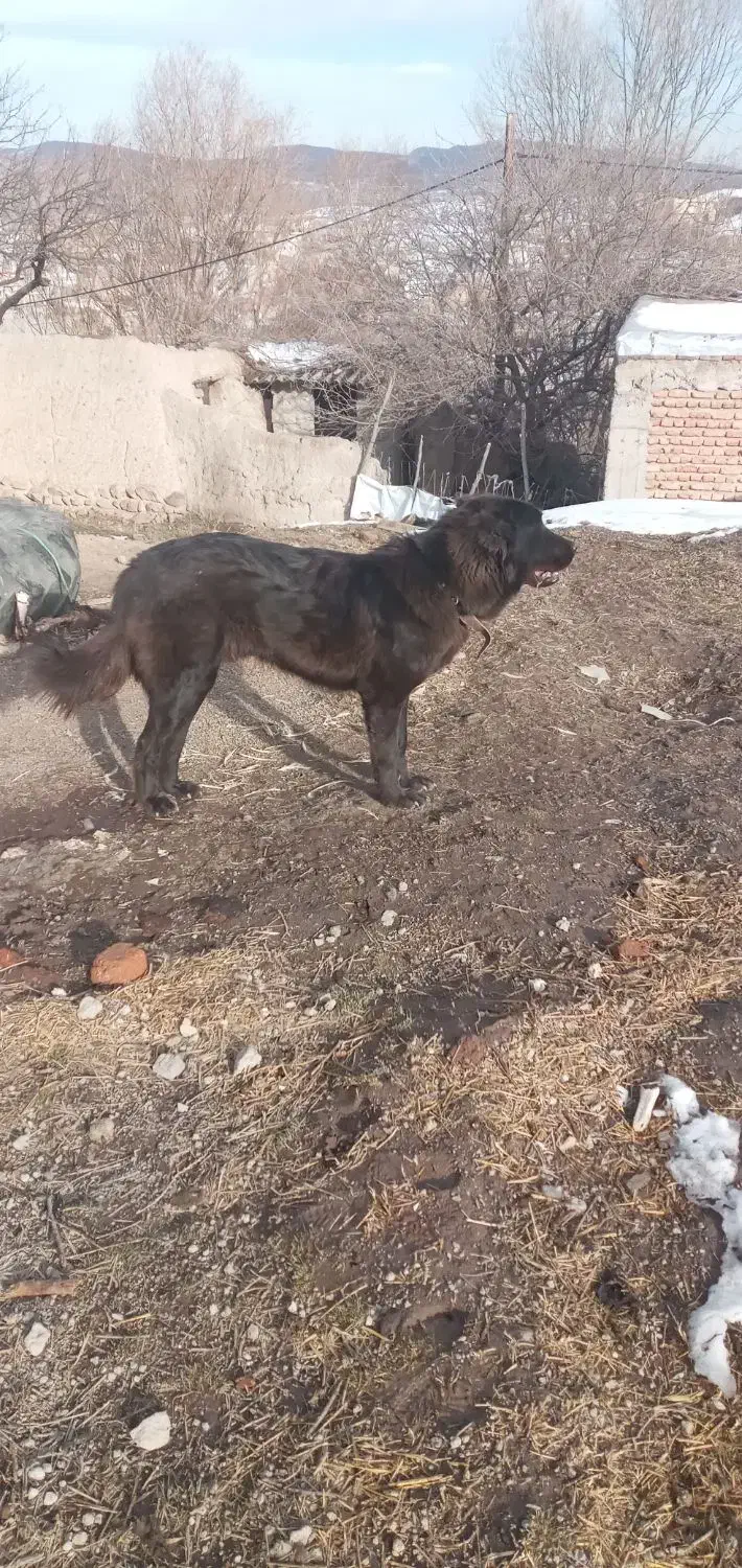 دوعدد سرابی|سگ|اردبیل, |دیوار