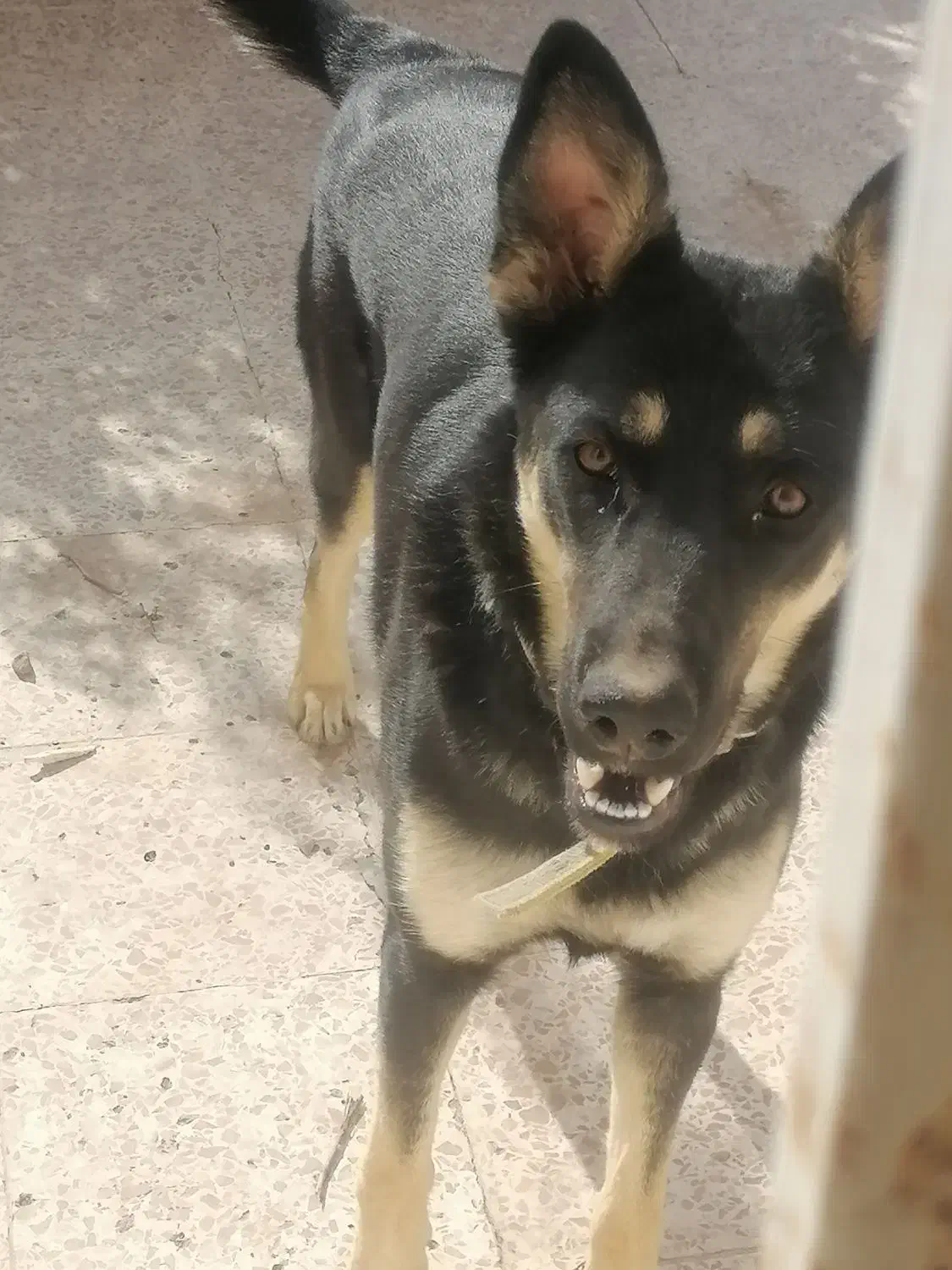 سگ ژرمن|سگ|بافت, |دیوار