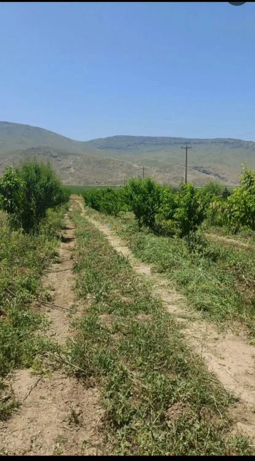 باغ|فروش زمین و ملک کلنگی|دینور, |دیوار