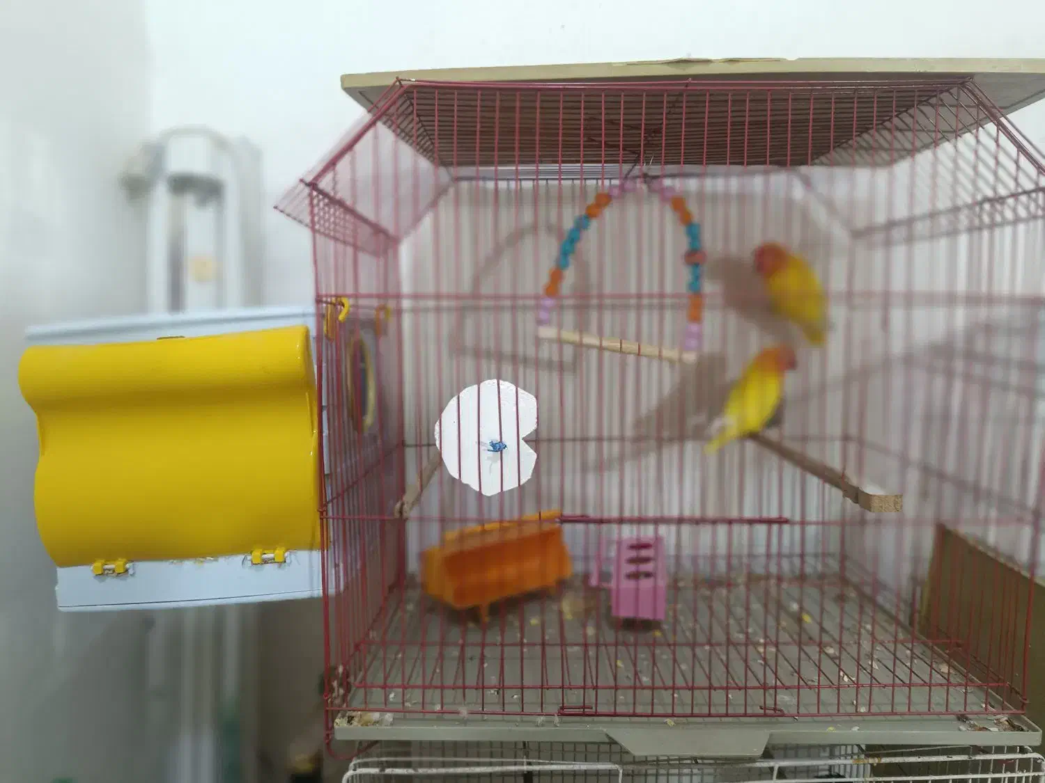 جفت طوطی برزیلی آماده تخم مولد به شرط|پرنده|باوی, |دیوار