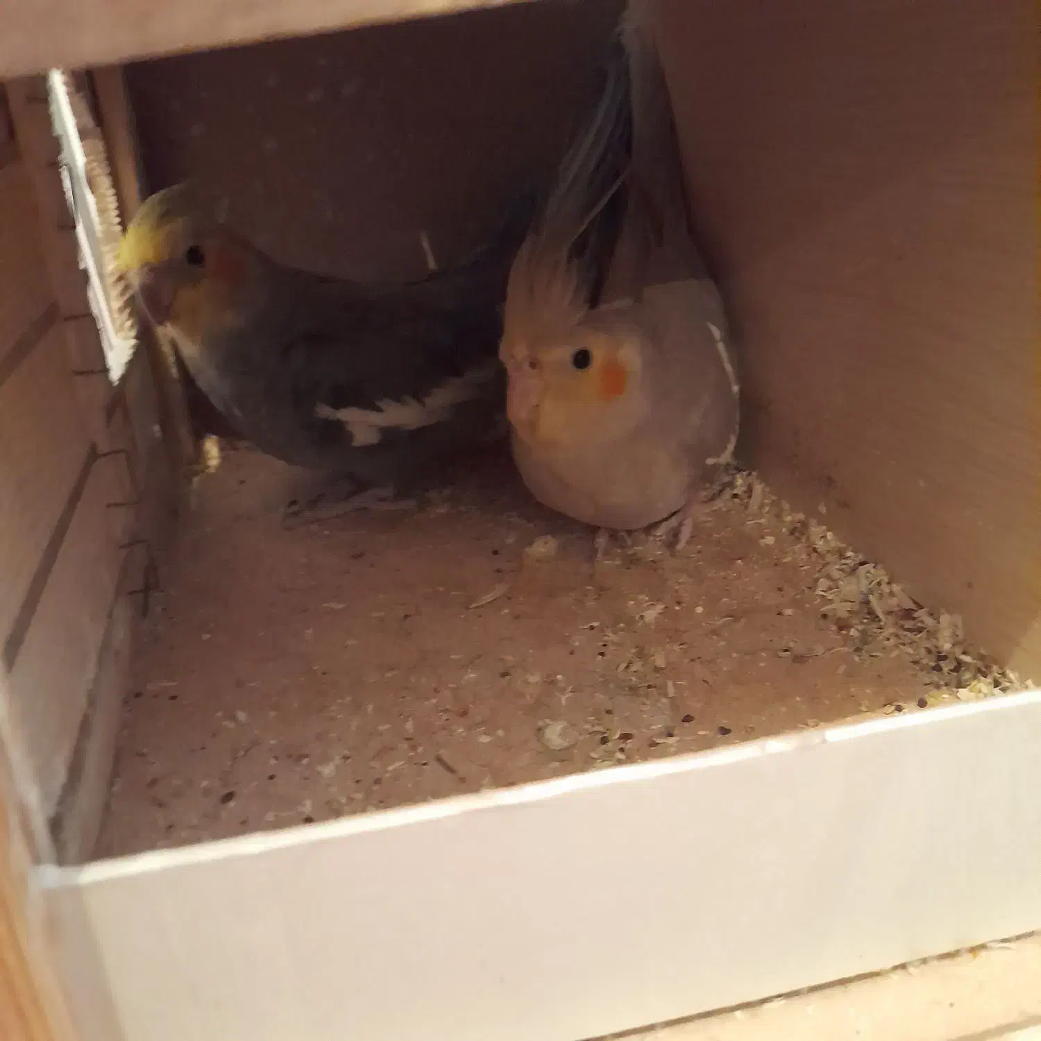 یک جفت عروس هلندی سالم|پرنده|فردیس, فرامرزیه|دیوار