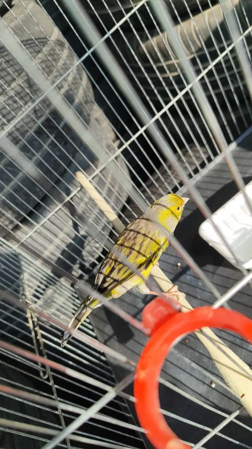 قناری نر مست|پرنده|قدس, شهرقدس|دیوار