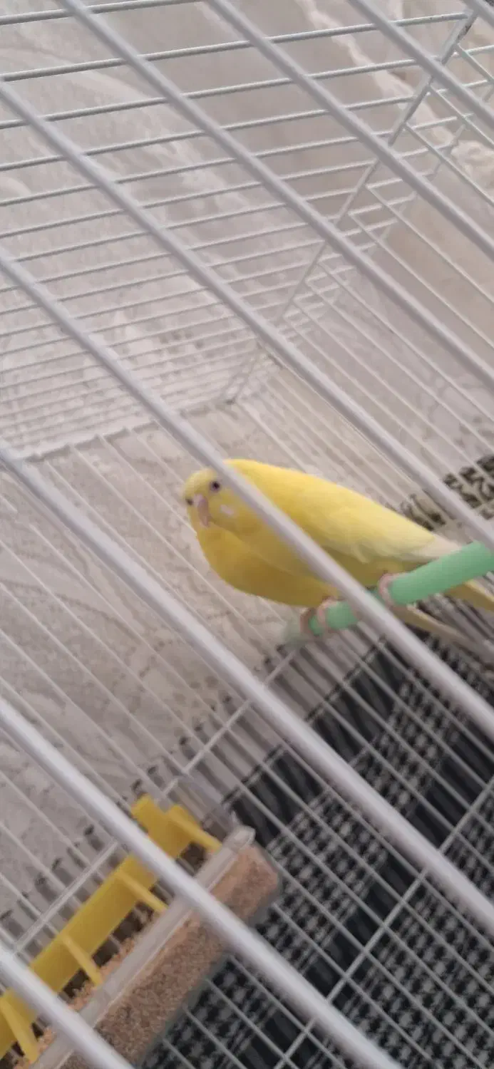 مرغ عشق هلندی|پرنده|داراب, |دیوار