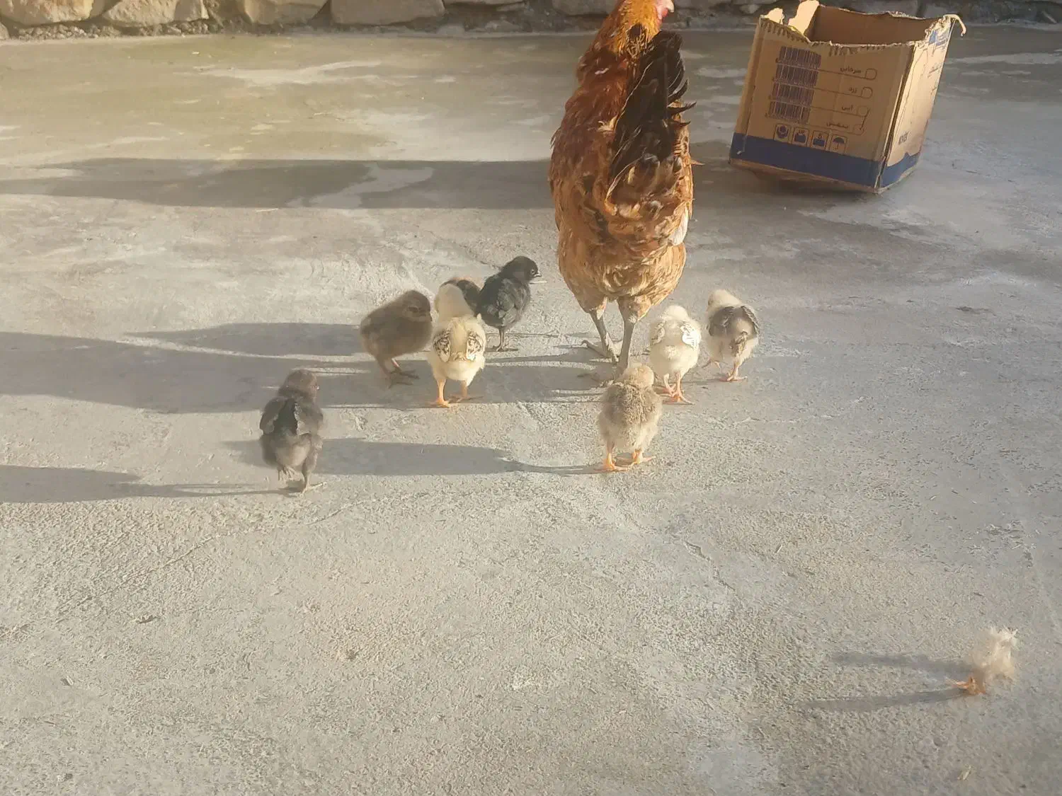 مرغ با جوجه|حیوانات مزرعه|دهدشت, |دیوار