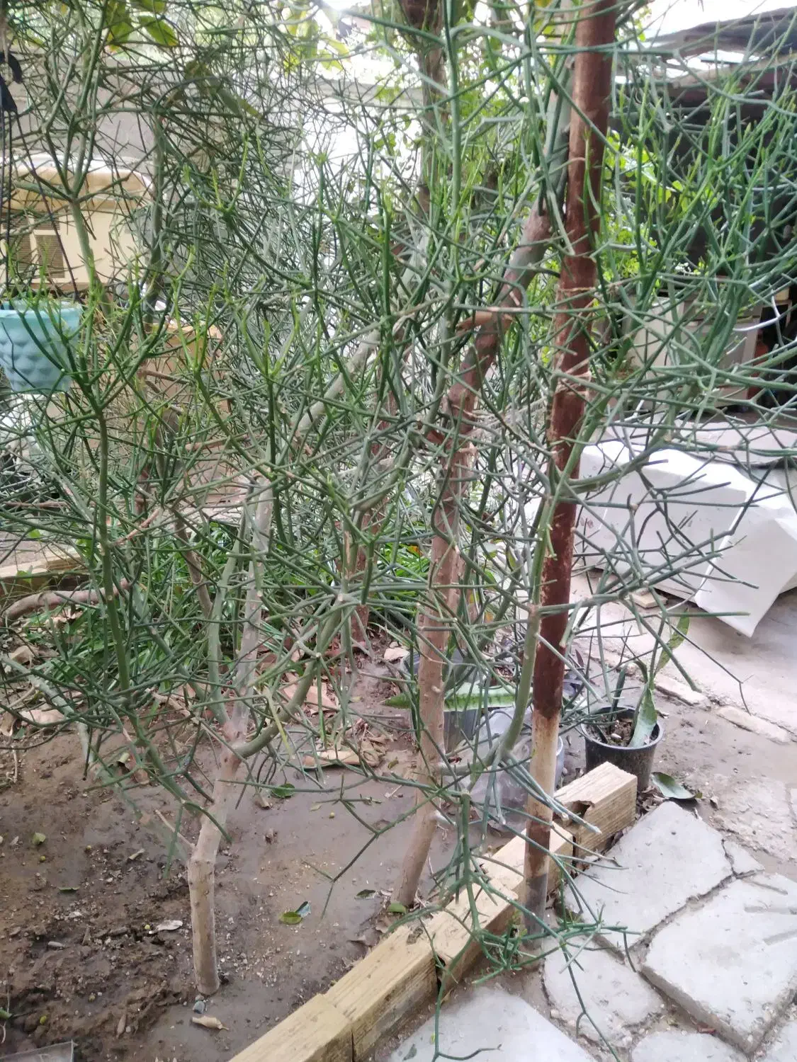 گل شاخ گوزنی|گل و گیاه طبیعی|بندرعباس, |دیوار