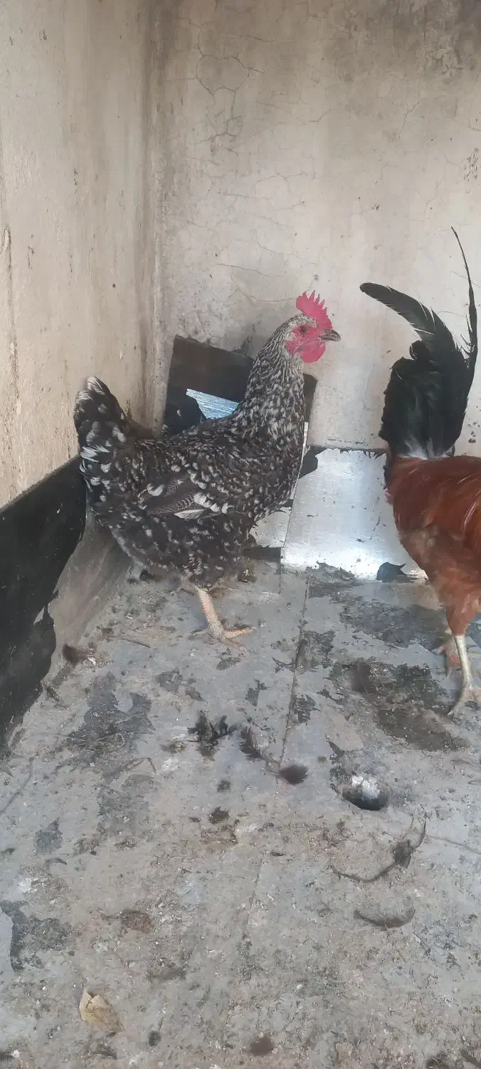 مرغ تخمگذار|حیوانات مزرعه|تهران, بیسیم|دیوار