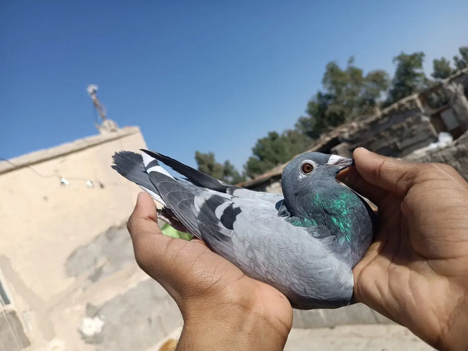 کفتر مجسمه|مجسمه، تندیس، ماکت|هامون, |دیوار