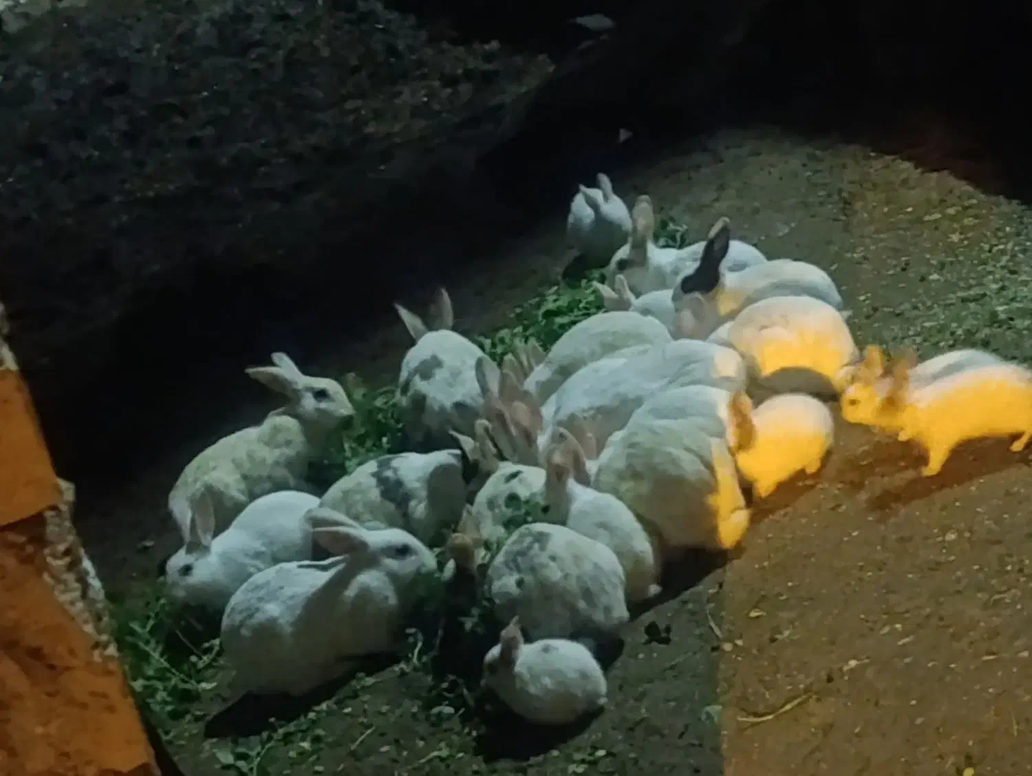 خرگوش|موش و خرگوش|خرمشهر, |دیوار