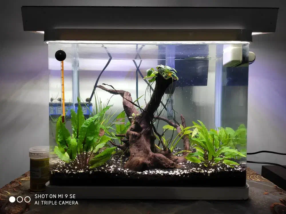 آکواریوم|ماهی|رفسنجان, |دیوار