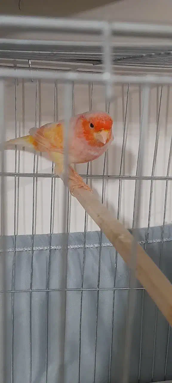 قناری ماده جوان سوپری سرخ اماده و سر حال|پرنده|گلستان (تهران), |دیوار